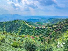 J9九游会创造得当茶树滋长、环境优好意思的茶园生态系统-中国(九游会)官方网站